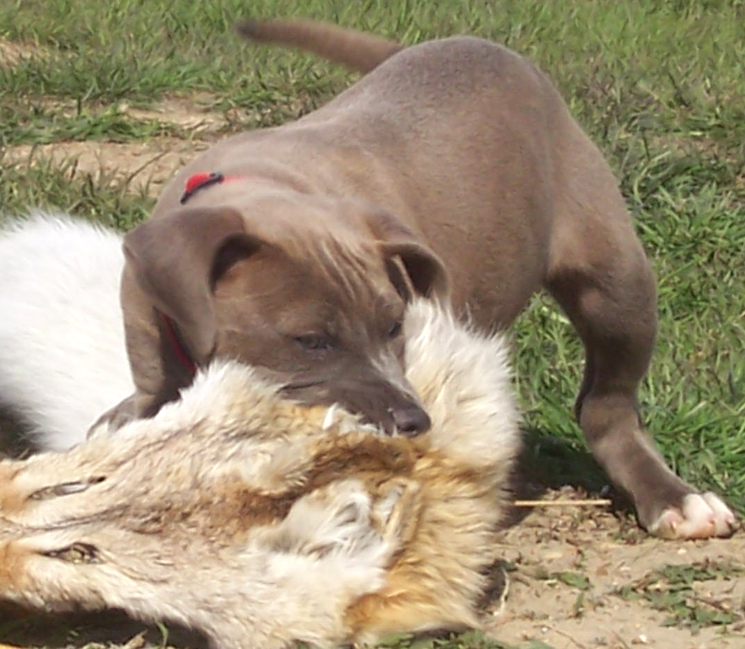 Blue Lacy puppy, future trapping star